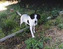 CARLOS, Hund, Mischlingshund in Griechenland - Bild 1