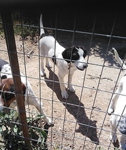 CARLOS, Hund, Mischlingshund in Griechenland - Bild 2