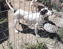 CARLOS, Hund, Mischlingshund in Griechenland - Bild 3
