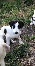 CARLOS, Hund, Mischlingshund in Griechenland - Bild 4