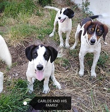 CARLOS, Hund, Mischlingshund in Griechenland - Bild 5