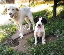 CARLOS, Hund, Mischlingshund in Griechenland - Bild 6