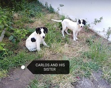 CARLOS, Hund, Mischlingshund in Griechenland - Bild 8
