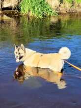 RIVER, Hund, American Akita in Leutkirch - Bild 2