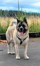 RIVER, Hund, American Akita in Leutkirch - Bild 4