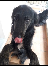 BEBIS, Hund, Mischlingshund in Griechenland - Bild 1