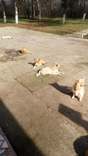 FOXY, Hund, Mischlingshund in Rumänien - Bild 2