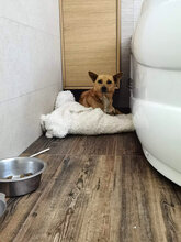 FOXY, Hund, Mischlingshund in Rumänien - Bild 6