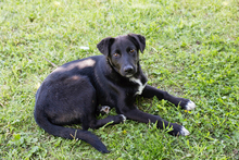 LUNA, Hund, Mischlingshund in Kroatien - Bild 5