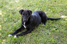 LUNA, Hund, Mischlingshund in Kroatien - Bild 8