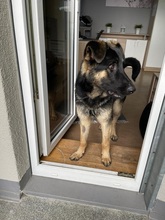RUDI, Hund, Deutscher Schäferhund in Kassel - Bild 2