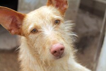 FIRULAIS, Hund, Podenco in Spanien - Bild 1