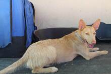 FIRULAIS, Hund, Podenco in Spanien - Bild 5