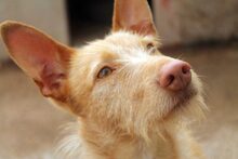 FIRULAIS, Hund, Podenco in Spanien - Bild 7