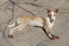 BONGO, Hund, Podenco in Spanien - Bild 10