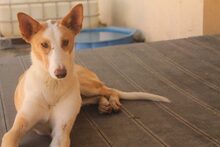 BONGO, Hund, Podenco in Spanien - Bild 12