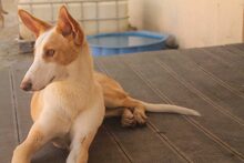 BONGO, Hund, Podenco in Spanien - Bild 13