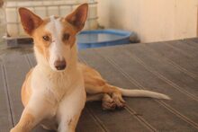 BONGO, Hund, Podenco in Spanien - Bild 14