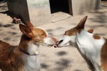 BONGO, Hund, Podenco in Spanien - Bild 17