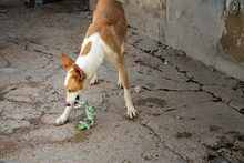 BONGO, Hund, Podenco in Spanien - Bild 18