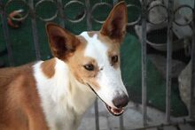 BONGO, Hund, Podenco in Spanien - Bild 19
