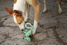 BONGO, Hund, Podenco in Spanien - Bild 3