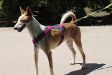 BONGO, Hund, Podenco in Spanien - Bild 5