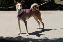 BONGO, Hund, Podenco in Spanien - Bild 6