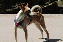 BONGO, Hund, Podenco in Spanien - Bild 7