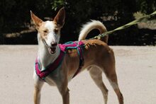 BONGO, Hund, Podenco in Spanien - Bild 8