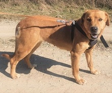 LINDA, Hund, Labrador Retriever in Rumänien - Bild 1