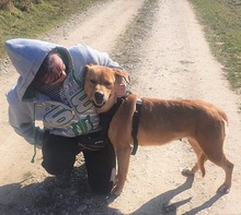 LINDA, Hund, Labrador Retriever in Rumänien - Bild 2