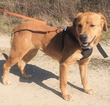 LINDA, Hund, Labrador Retriever in Rumänien - Bild 3