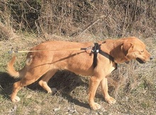 LINDA, Hund, Labrador Retriever in Rumänien - Bild 4