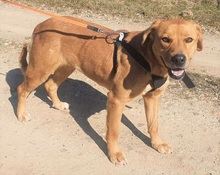 LINDA, Hund, Labrador Retriever in Rumänien - Bild 5