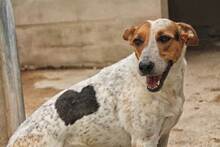 BRA, Hund, Mischlingshund in Spanien - Bild 1
