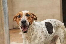 BRA, Hund, Mischlingshund in Spanien - Bild 2