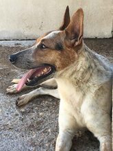 BRA, Hund, Mischlingshund in Spanien - Bild 4