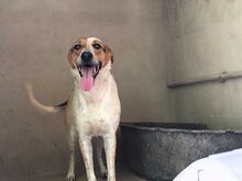 BRA, Hund, Mischlingshund in Spanien - Bild 5