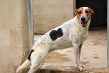BRA, Hund, Mischlingshund in Spanien - Bild 7