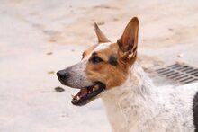 BRA, Hund, Mischlingshund in Spanien - Bild 8