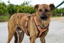 HAMPTON, Hund, Mischlingshund in Spanien - Bild 2