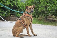 HAMPTON, Hund, Mischlingshund in Spanien - Bild 3