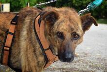 HAMPTON, Hund, Mischlingshund in Spanien - Bild 4