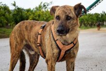 HAMPTON, Hund, Mischlingshund in Spanien - Bild 5
