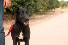 MORA, Hund, Mischlingshund in Spanien - Bild 8