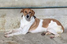 SALVA, Hund, Podenco-Mix in Spanien - Bild 2