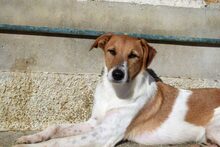 SALVA, Hund, Podenco-Mix in Spanien - Bild 5