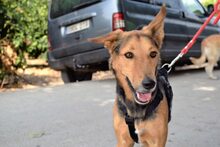 KEKO, Hund, Deutscher Schäferhund-Mix in Spanien - Bild 2
