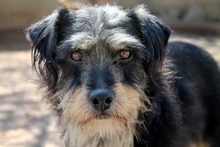 RAMONET, Hund, Mischlingshund in Spanien - Bild 2